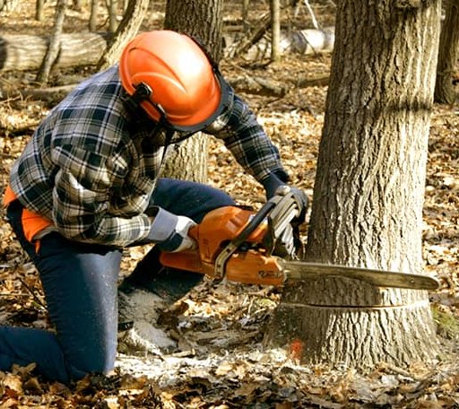 Tree Removal in Canehill, AR